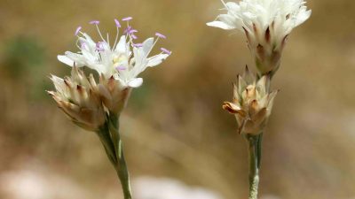 Akseki ilçesinde Hanımeligiller (Caprifoliaceae) familyasından, Pelemir (Cephalaria) cinsinden yeni bir