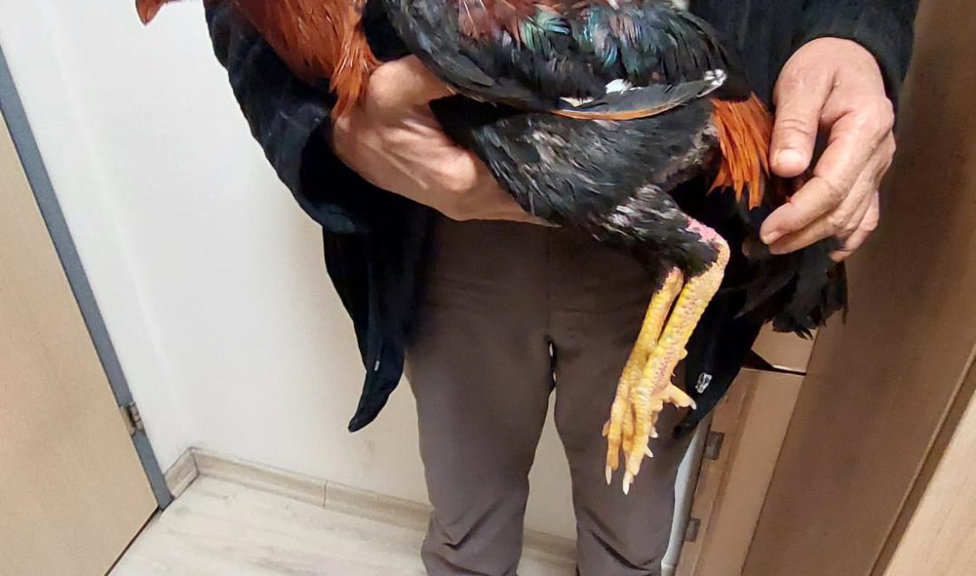 Horoz dövüştüren 4 kişiye 41 bin 540 TL ceza Aantalya’da polisin bir eve düzenlediği operasyonda dövüştürüldüğü belirlenen 4 horoza