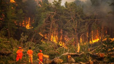 TÜRKİYE’de geçen yıl çıkan 3 bin 797 orman yangınından 1956’sının,