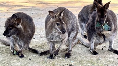 Antalya Doğal Yaşam Parkı'ndaki kanguruların sayısı, 15 yeni doğumla 40'a