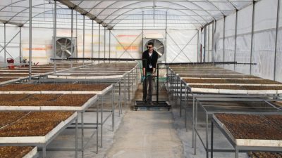 MUĞLA'nın Bodrum ilçesi belediyesinin, mülkiyetinde bulunan Bahçeyaka Fide Üretim Serası'nda,