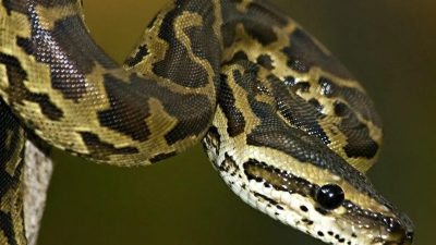 ANA vatanı Batı Afrika olan ve dünyada en tehlikeli sürüngenler