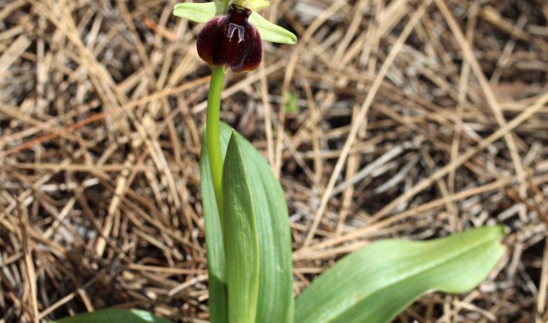 koparmanın cezası 557 bin 212 TL Beydağları Sahil Milli Parkı'nda, bu bölgeye özgü bitki türlerinden Kemer