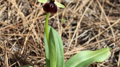 Beydağları Sahil Milli Parkı'nda, bu bölgeye özgü bitki türlerinden Kemer