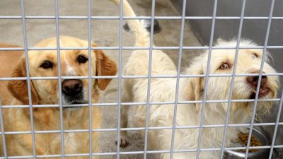 TÜRKİYE'de 2004-2024 yılları arasında 2 milyon 774 bin 908 sokak