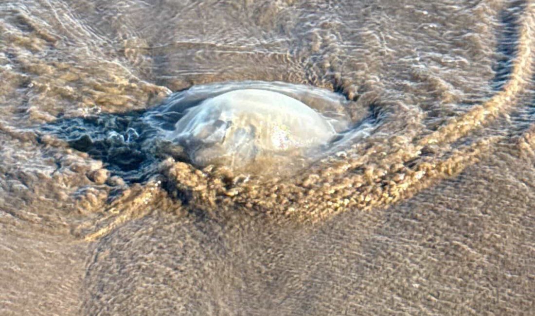 Finike Sahilinde Denizanası Alarmı Finike sahilinin birçok noktasında görülen denizanaları, hem denizde hem de