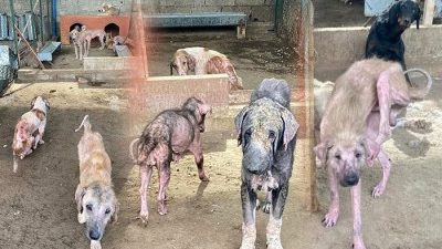 REZALET GÜN YÜZÜNE ÇIKTI, DÜZEN GELDİ!.. Takibini yaptığım sokak hayvanları konusunu yerinde inceledim.