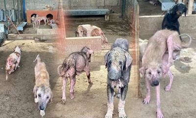 REZALET GÜN YÜZÜNE ÇIKTI, DÜZEN GELDİ!.. Takibini yaptığım sokak hayvanları konusunu yerinde inceledim.